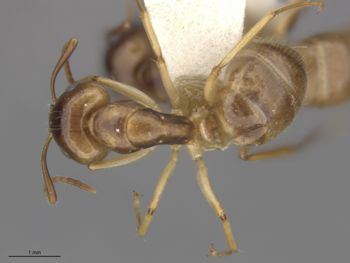 Media type: image;   Entomology 21480 Aspect: dorsal